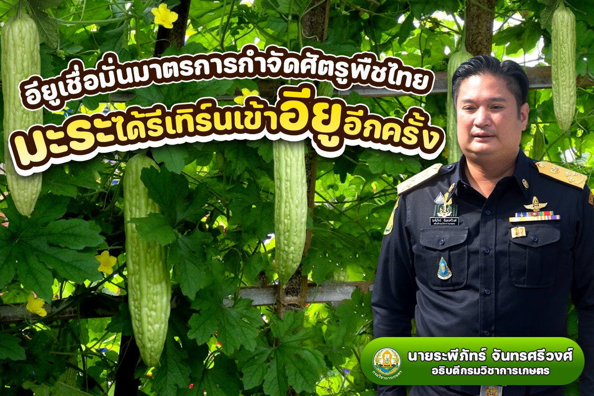 อียูไฟเขียวมาตรการกำจัดศัตรูพืชรับมะระไทยเข้าประเทศอีกครั้ง