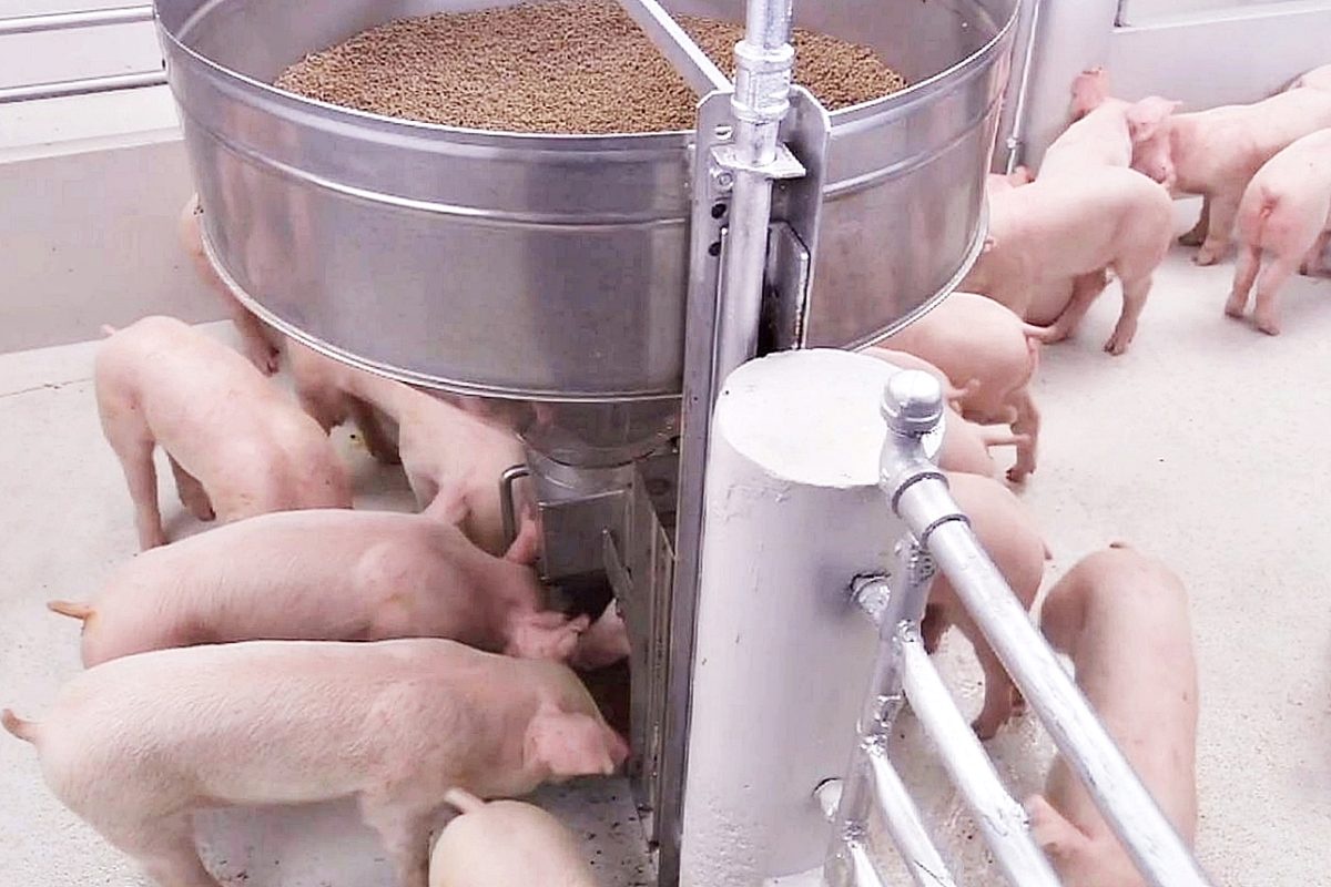 CP Foods embraces a precision nutrition approach to create sustainable animal feed innovation
