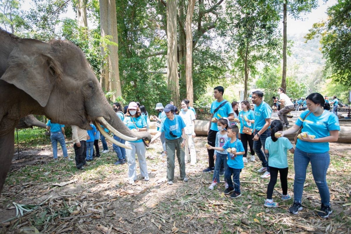 กรุงไทยจัดกิจกรรม We Vayu Volunteers กรุงไทยรักช้างไทย