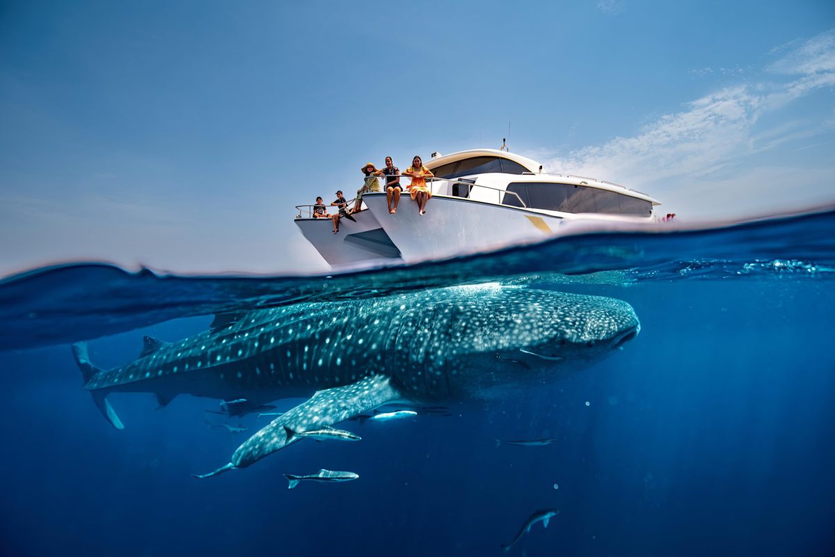 ร้อนนี้ มาเปิดประสบการณ์ชมฉลามวาฬสุดพิเศษครั้งหนึ่งในชีวิตกับ 'Discover Qatar'