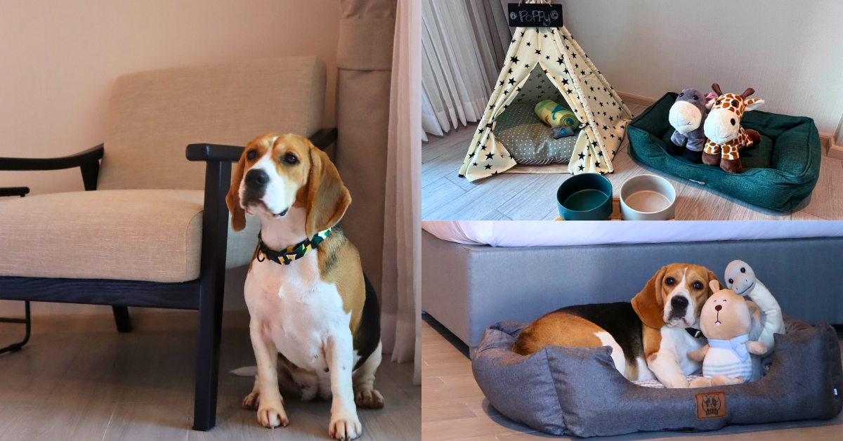 Best Western Plus Carapace Hotel Hua Hin Announces New Pet-Friendly Policy for Guests and their Beloved Furry