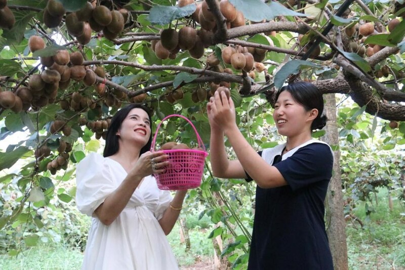 Xinhua Silk Road: Fengxin County in E. China's Jiangxi celebrates bountiful harvest of kiwifruit