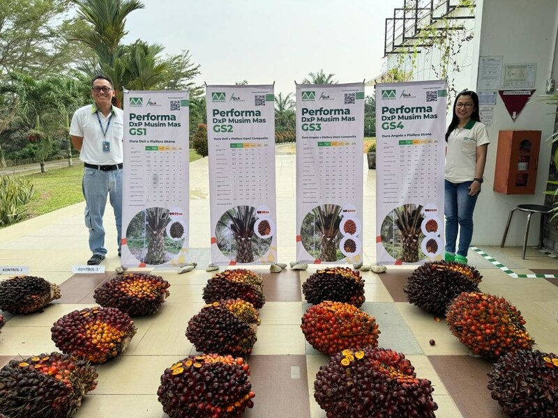 Musim Mas Releases New Oil Palm Seed Varieties that Yield Nearly Triple the Industry Average