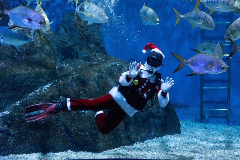 ซีไลฟ์แบงคอกเชิญทุกท่านร่วมต้อนรับเทศกาลคริสต์มาส ด้วยกิจกรรมสุดพิเศษ แซนต้าไดรฟ์ ในแท้งค์ใหญ่สุดอลังการกับฉลามใหม่!