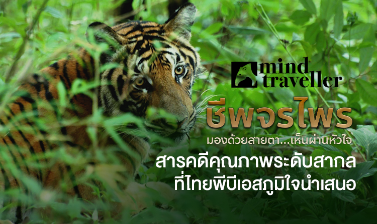 ชีพจรไพร Mind Traveller มองด้วยสายตา เห็นผ่านหัวใจ สารคดีคุณภาพระดับสากล ที่ไทยพีบีเอสภูมิใจนำเสนอ