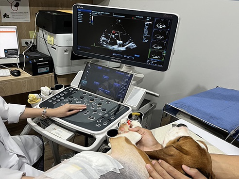 Chulalongkorn's Vets Successfully Repair Mitral Valve Regurgitation in Dogs with Innovation - First Case in Southeast Asia and