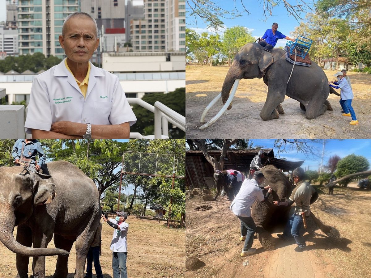13 มีนาคม วันช้างไทย สมาคมป้องกันการทารุณสัตว์แห่งประเทศไทย (TSPCA) นำโดย ดร.น.สพ.อลงกรณ์ มหรรณพ กับโครงการตรวจสุขภาพดูแลรักษาช้าง 1,198 ครั้ง ในปี
