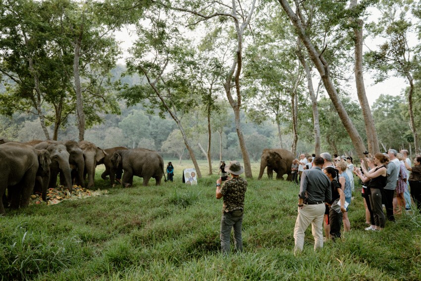 อนันตรา สามเหลี่ยมทองคำ จัดงานวันช้างไทย พร้อมกิจกรรมนวดบำบัดช้างโดยผู้เชี่ยวชาญระดับโลก