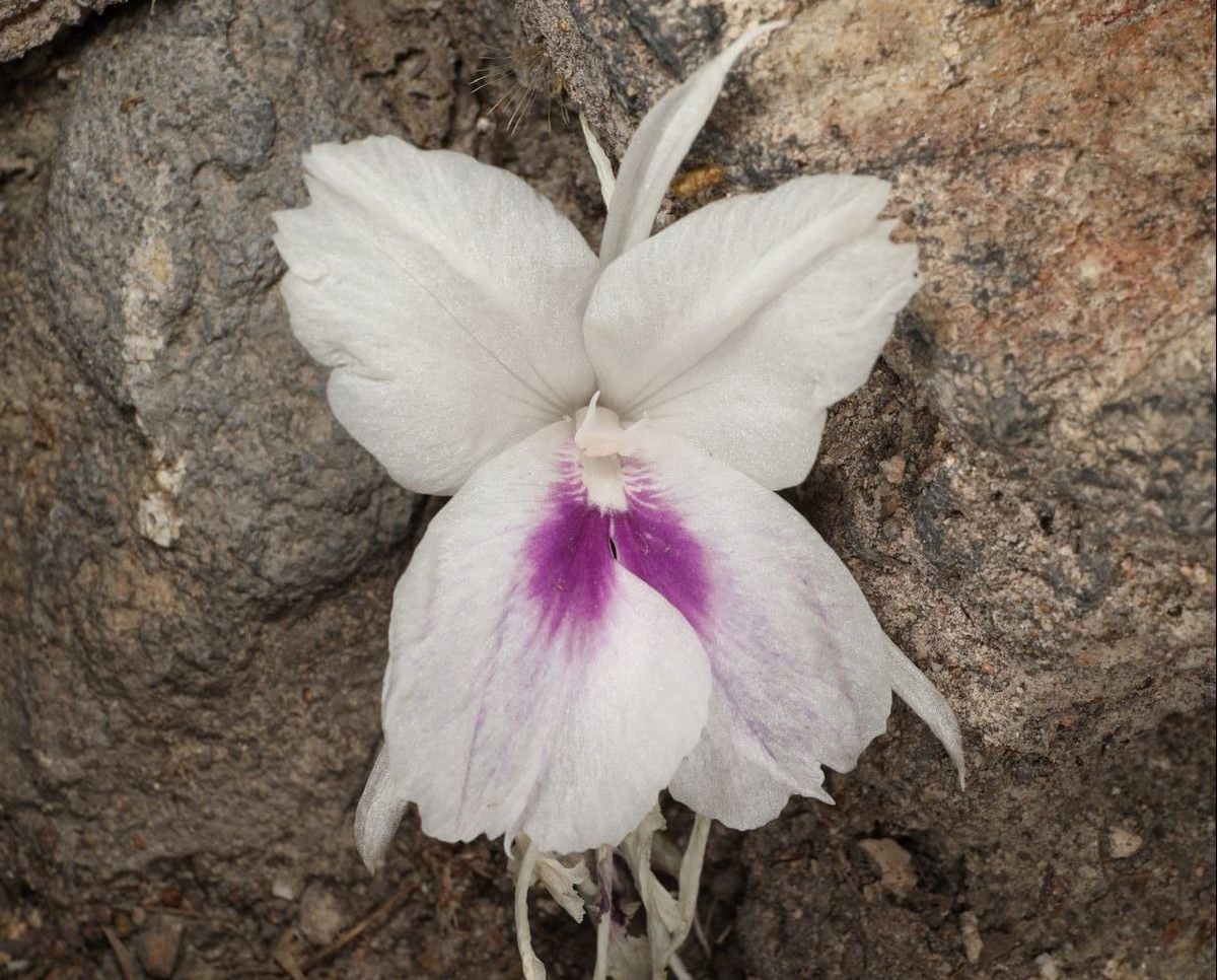 นักวิจัย NSM ค้นพบ เปราะนพรัตน์ พืชเฉพาะถิ่นของไทยพันธุ์ใหม่ของโลก ได้รับการตีพิมพ์ลงวารสารระดับนานาชาติ Annales Botanici Fennici (Q2)