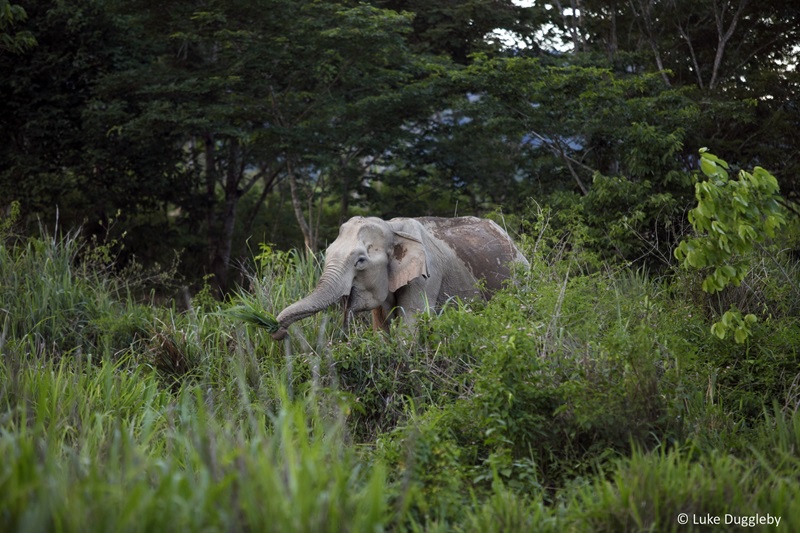 WWF เผย 3 เหตุผลที่ควรอนุรักษ์ช้างป่า