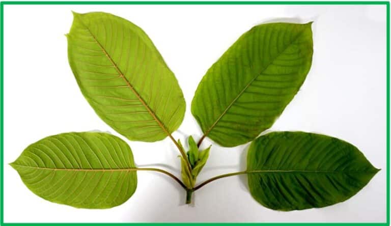 Chula Faculty of Pharmaceutical Sciences Research Reveals Some Beneficial Effects of Kratom(Mitragyna speciosa): Analgesic, Anti-Inflammatory, and Narcotic