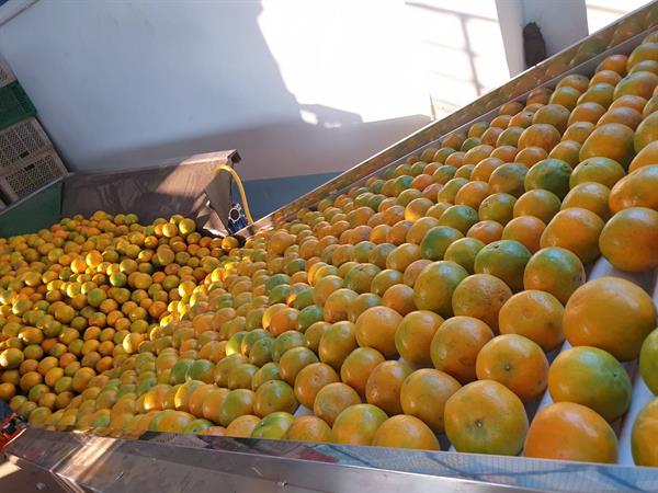 กรมส่งเสริมสหกรณ์ส่งเสริมกลุ่มเกษตรกรทำไร่โป่งน้ำร้อนผลิตส้มคุณภาพ สร้างรายได้สู่ชุมชน
