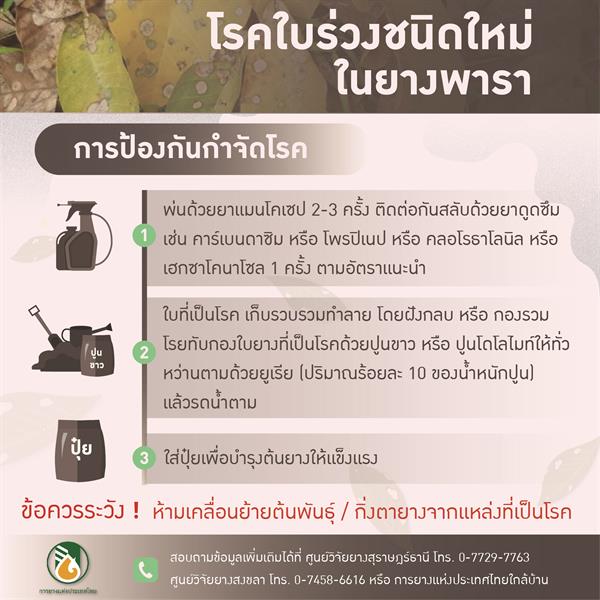 การยางแห่งประเทศไทย (กยท.) ย้ำเตือนพี่น้องชาวสวนยางวิธีป้องกันและกำจัดที่ถูกต้อง เมื่อเจอโรคใบร่วงรุนแรงอุบัติใหม่ในยางพารา