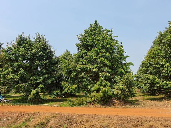 กรมส่งเสริมการเกษตรแนะวิธีดูแลรักษาต้นไม้ผลให้ผ่านพ้นช่วงฤดูแล้ง