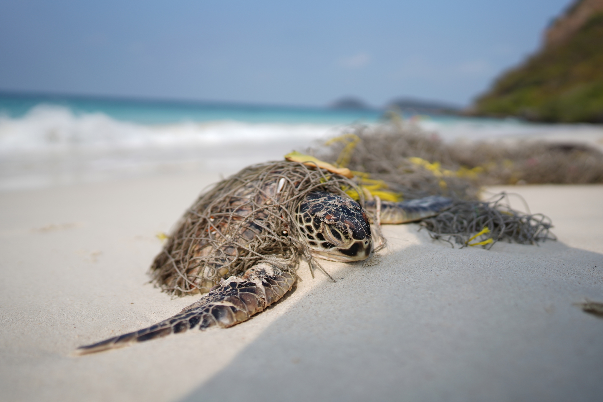 ย้อนรอย ปัญหาของท้องทะเลที่ส่งผลต่อสัตว์ทะเล นักวิชาการเผย พลาสติก ตัวทำลายสัตว์ทะเล