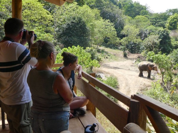 องค์กรพิทักษ์สัตว์แห่งโลก ชวนก้าวใหญ่ตามใจช้างที่ ฟอลโลวอิ้ง ไจแอนท์