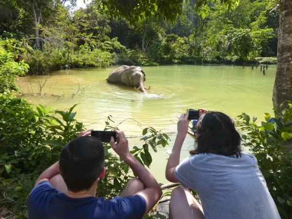 องค์กรพิทักษ์สัตว์แห่งโลก ชวนก้าวใหญ่ตามใจช้างที่ ฟอลโลวอิ้ง ไจแอนท์