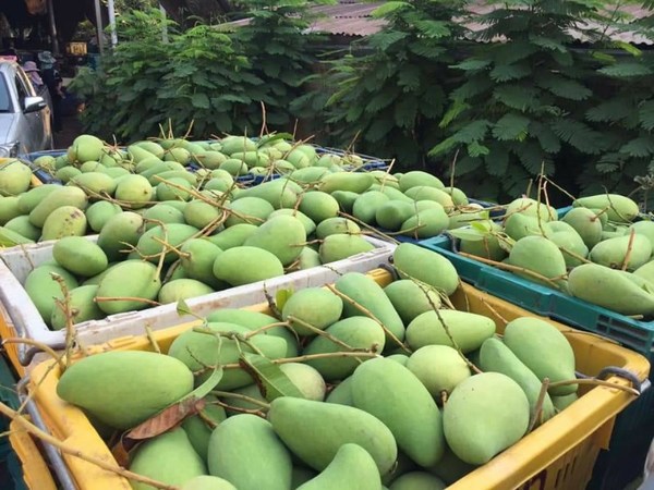 เกษตรฯ นัดคณะ Fruit Board หารือแนวทางบริหารจัดการขนส่งผลไม้ที่ได้รับผลกระทบจาก COVID-19