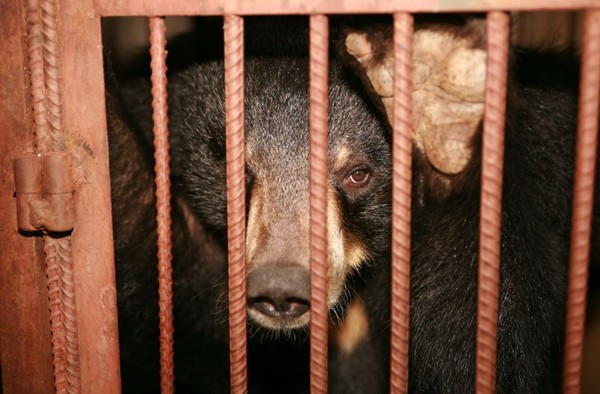 องค์กรพิทักษ์สัตว์แห่งโลก เผยความรุ่งเรืองของ อุตสาหกรรมดีหมีที่โหดร้าย พร้อมความเสี่ยงของโรคระบาดครั้งใหญ่