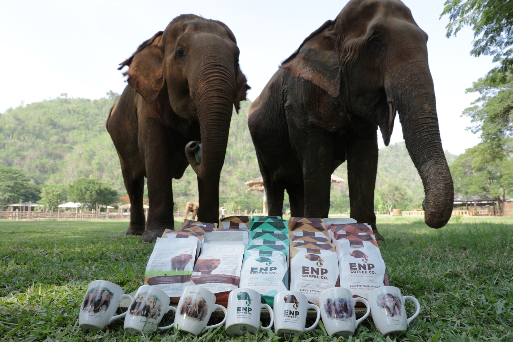 ลาซาด้ากับอีกก้าวของการใช้เทคโนโลยีเพื่อชุมชน จัด Virtual Tour ศูนย์อนุรักษ์ช้าง ช่วยเหลือช้างไทยและชุมชนผู้ปลูกกาแฟ