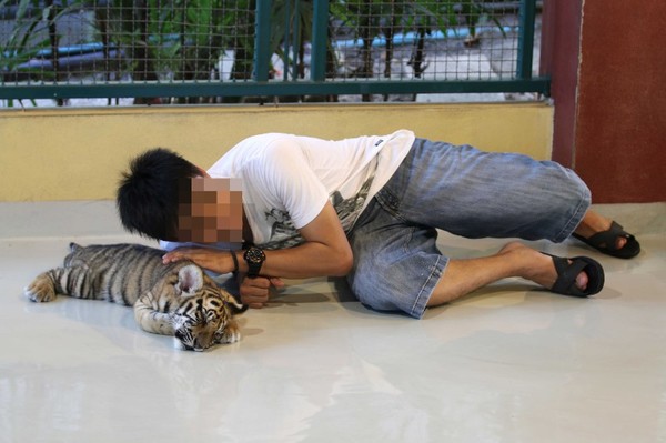 องค์กรพิทักษ์สัตว์แห่งโลก_โควิด-19 บอกอะไรเราเกี่ยวกับการยุติผสมพันธุ์เสือในกรงเลี้ยง?