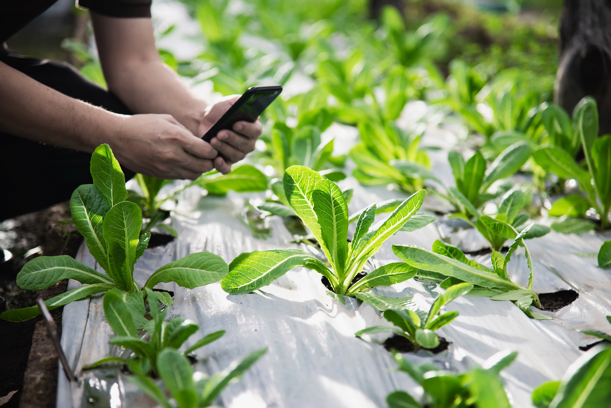 ดีไอทีพี แชร์ 3 เทคนิคแปลงร่างเกษตรไทยให้โตได้ด้วยตลาดออนไลน์