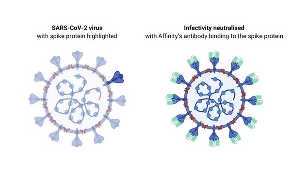 Affinity เผยการค้นพบโปรตีนภูมิคุ้มกันที่มีศักยภาพในการยับยั้งไวรัส SARS-CoV-2
