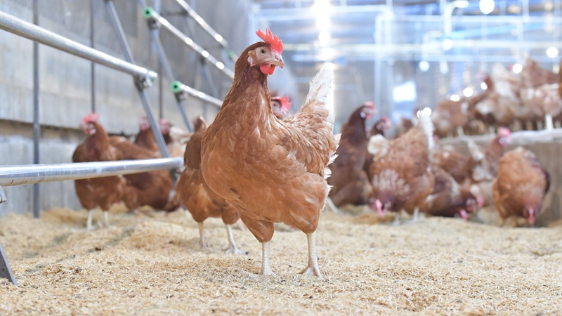 กรมปศุสัตว์ดันเลี้ยงไข่ไก่ Cage Free ยกความสำเร็จซีพีเอฟเป็นโมเดล ชี้ NGOs ผลิตคลิปบิดเบือนใช้ภาพการเลี้ยงโบราณ กระทบอุตสาหกรรม