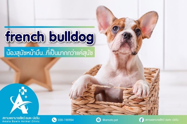 French Bulldog เฟรนช์ บูลด็อก |สถานพยาบาลสัตว์ อมตะ บ่อวิน