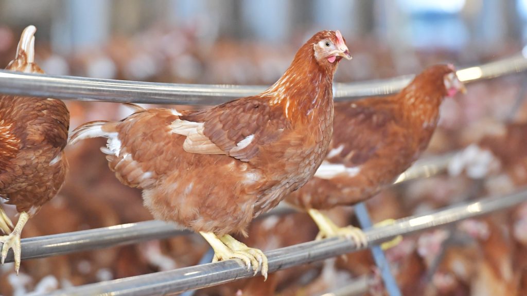 CPF fully prepared for Thailand's new standard on cage-free farming practices, ready to pass on knowledge to farmers