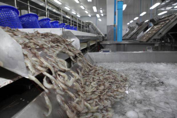 Thailands environmental-friendly shrimps set to entice more American consumers