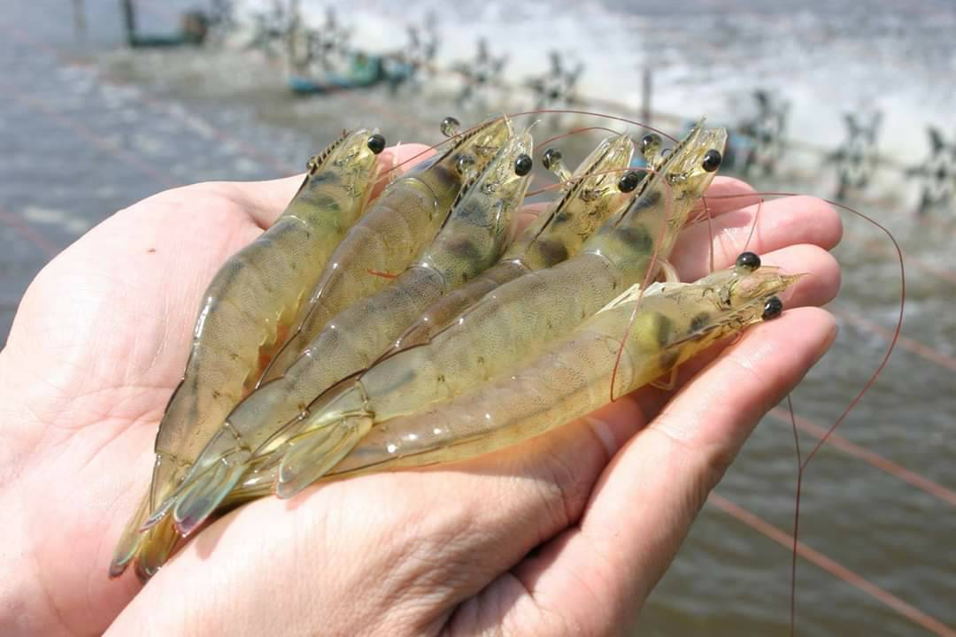 Thailands environmental-friendly shrimps set to entice more American consumers