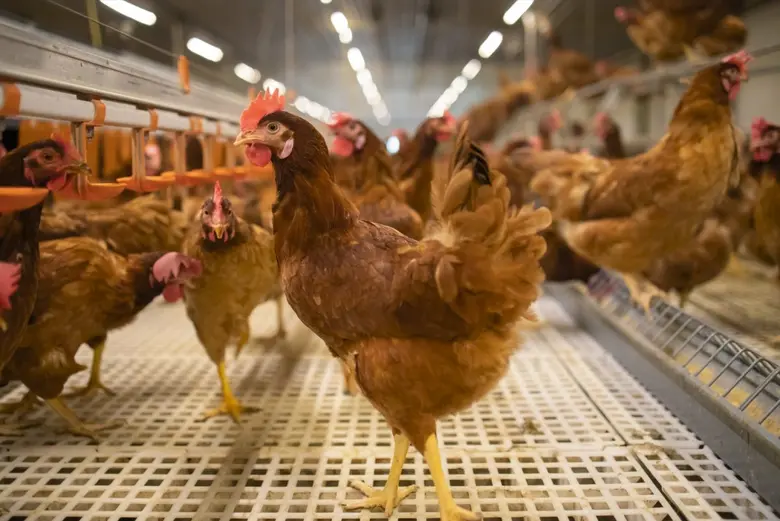 Sa-Nguan Farm launches Thailand's first cage-free pasteurized eggs
