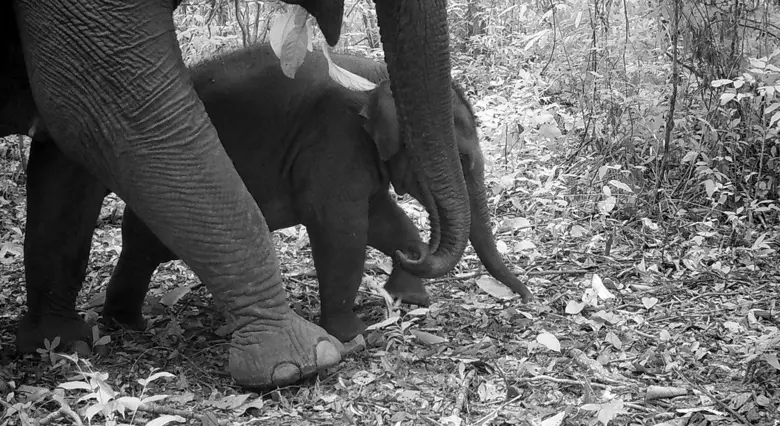 Newborn Elephants and Endangered Dholes Thrive in Minor Hotels' Protected Cardamom Forest