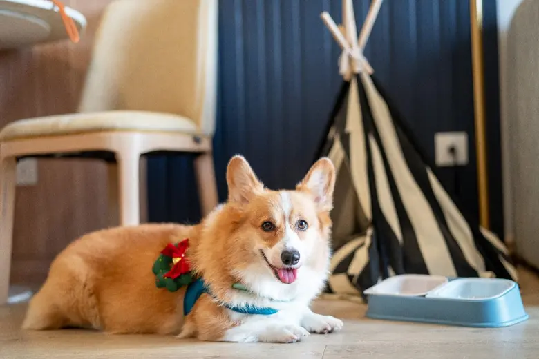 Bring your pets along for a staycation to remember at Staybridge Suites Bangkok Thonglor