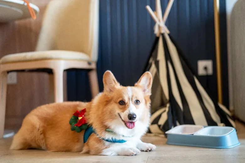 Bring your pets along for a staycation to remember at Staybridge Suites Bangkok Thonglor
