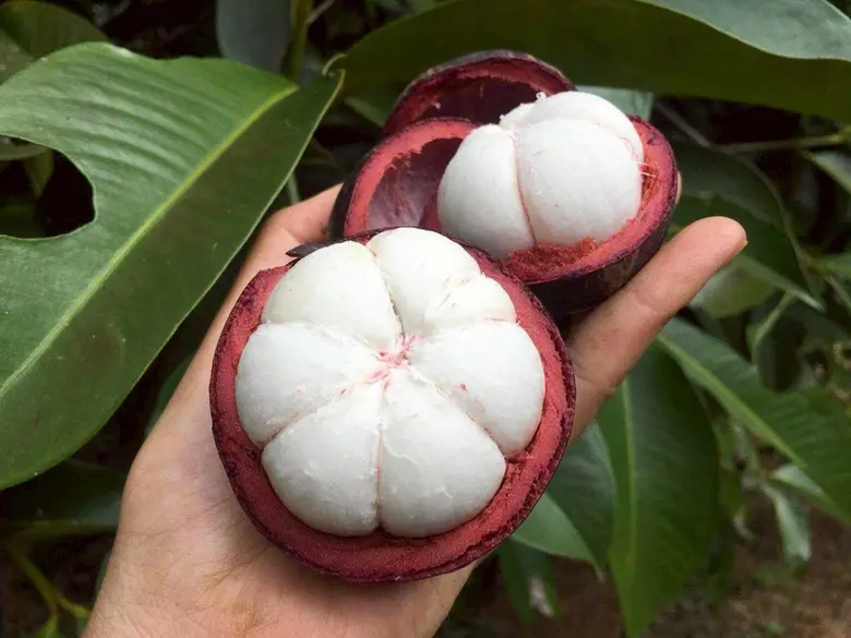ขึ้นทะเบียน "มังคุดในสายหมอกเบตง" สินค้า GI รายการใหม่จังหวัดยะลา ผลกลมโต เนื้อสีขาวนวลปุยฝ้าย รสชาติหวานนำเปรี้ยว สร้างรายได้กว่า 62 ล้านบาท