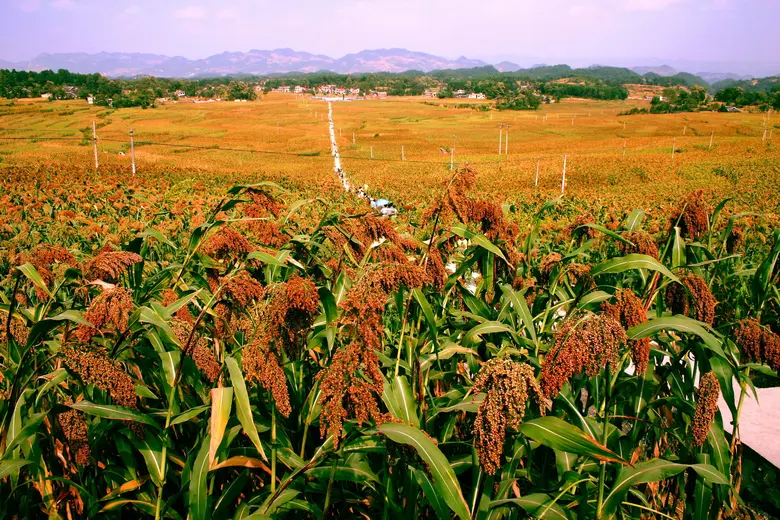 Hongyingzi sorghum, Cabernet Sauvignon of China's Guizhou