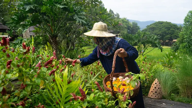Inside the Gardens of Four Seasons Resort Chiang Mai: A Legacy of Nature, Beauty and Craftsmanship