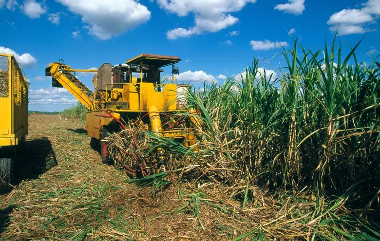 Syngenta Biological Innovations Power Thai Sugarcane to the Global Stage