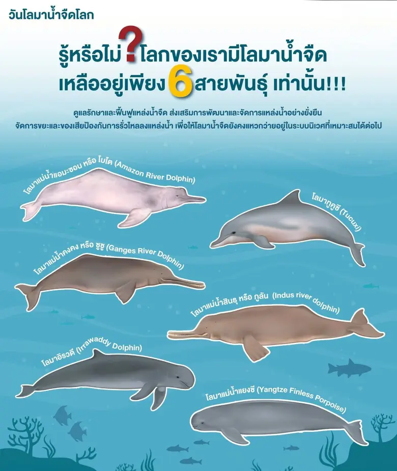 24 ตุลาคม วันโลมาน้ำจืดโลก ชวนรู้จัก 6 สายพันธุ์ที่เหลืออยู่