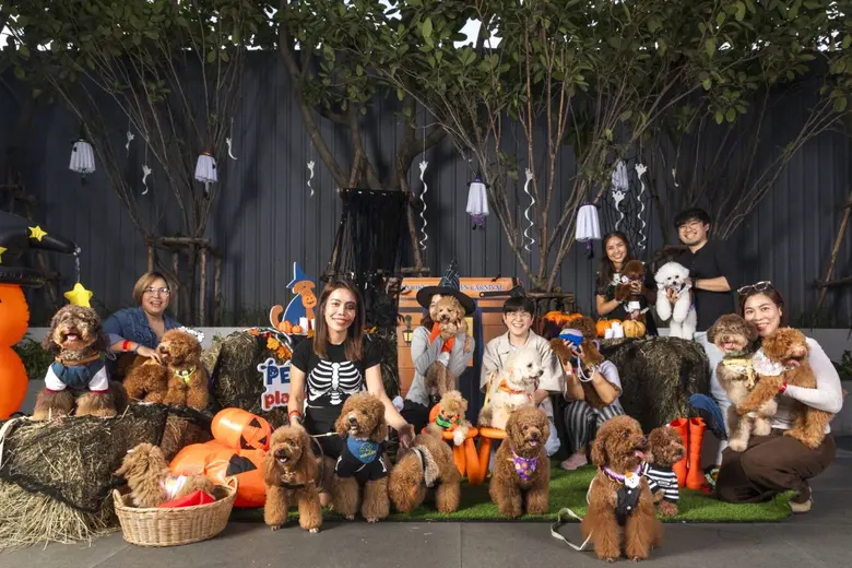Awaken the Spirit of Halloween with Furry Friends - PET PARQ PLAY DAY VOL.3, Experience Heartwarming Happiness and Joyful Balance at The PARQ.