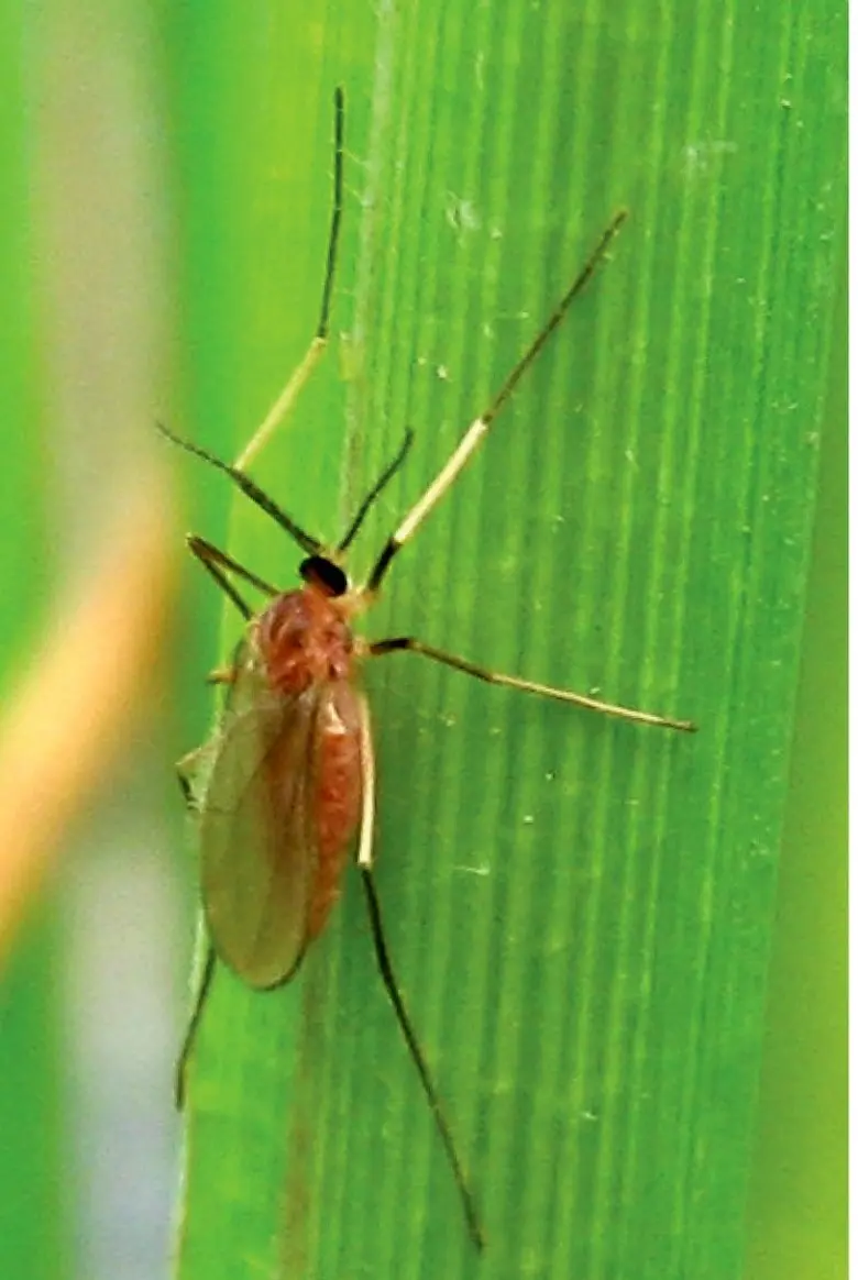 อากาศเย็นลง หมอกหนา เตือนชาวนาระวัง "แมลงบั่ว" ศัตรูร้ายทำลายข้าว