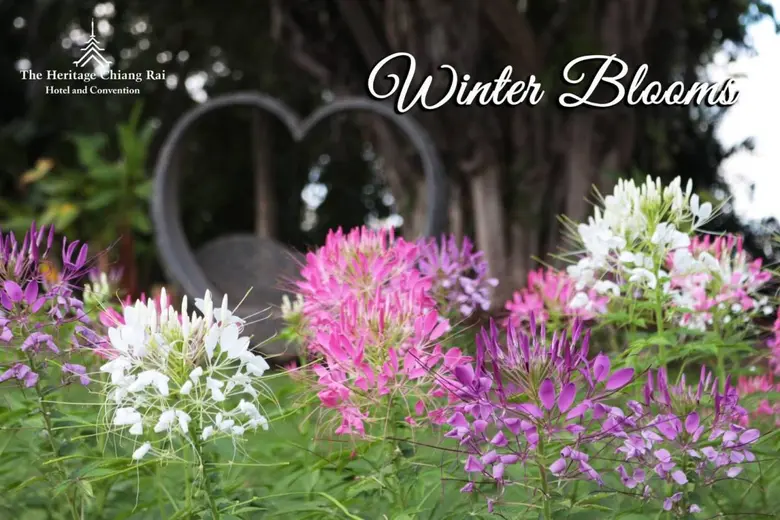 ดนตรีในสวน Heritage Garden Musicณ เฮอริเทจ การ์เด้น โรงแรมเฮอริเทจ เชียงราย แอนด์ คอนเวนชั่น