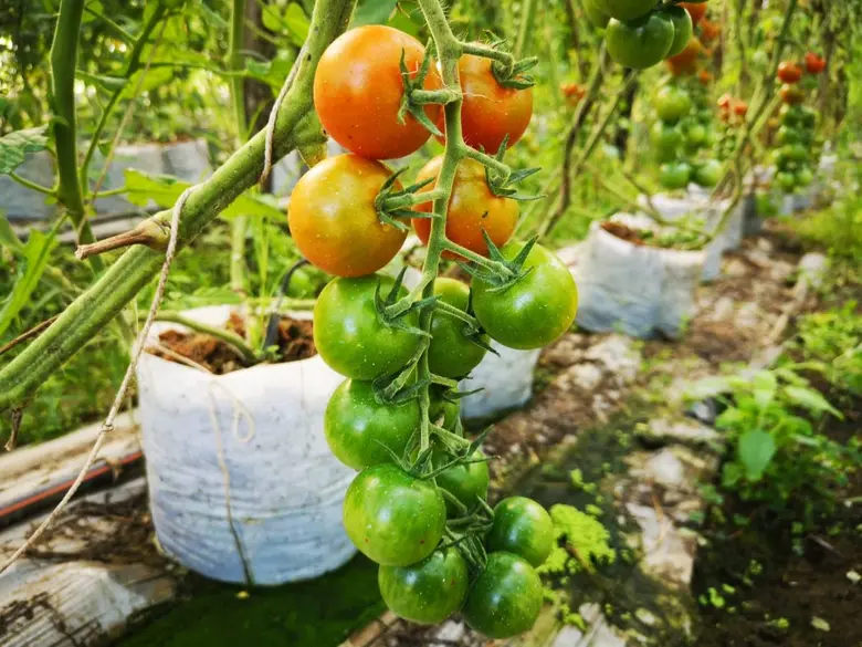 Syngenta Showcases the Success of the "Grow Well, Eat Well" Initiative Elevating Thai Farmers to GAP Standards and Enabling Entry into Global Markets