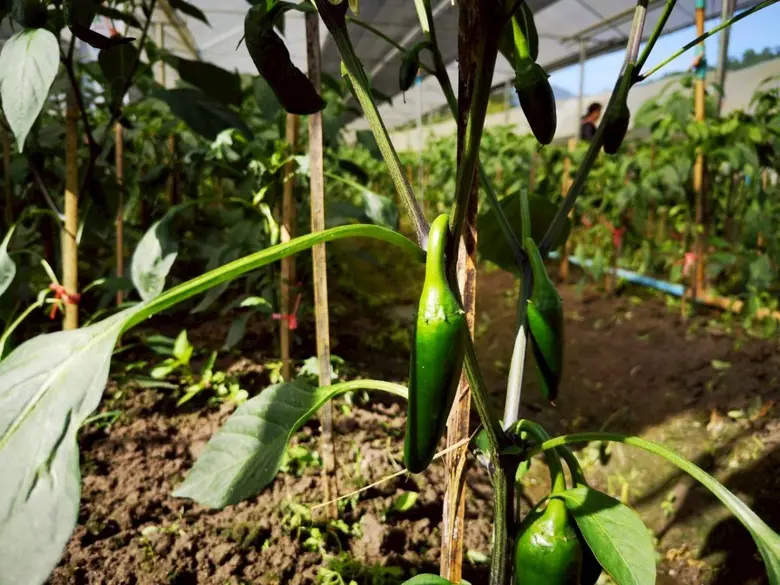 Syngenta Showcases the Success of the "Grow Well, Eat Well" Initiative Elevating Thai Farmers to GAP Standards and Enabling Entry into Global Markets