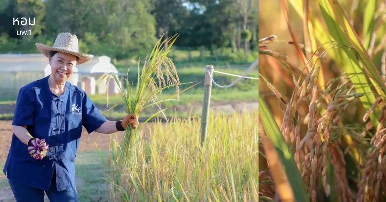 ข้าวเหนียว "หอม มพ. 1" ข้าวเหนียวหอมพันธุ์ใหม่จาก ม.พะเยา เพื่อชุมชนภาคเหนือ