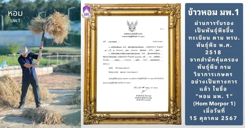 ข้าวเหนียว "หอม มพ. 1" ข้าวเหนียวหอมพันธุ์ใหม่จาก ม.พะเยา เพื่อชุมชนภาคเหนือ