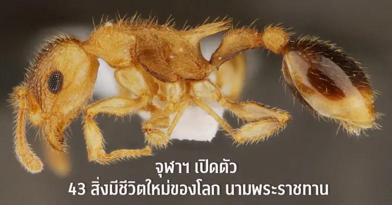 จุฬาฯ จัดงาน Chula the Impact ครั้งทที่ 36 แถลง "43 สิ่งมีชีวิตใหม่ของโลก" นามพระราชทาน เพื่อเฉลิมพระเกียรติสมเด็จพระกนิษฐาธิราชเจ้า กรมสมเด็จพระเทพรัตนราชสุดา ฯ สยามบรมราชกุมารี