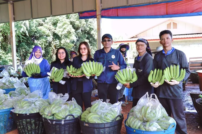 สศก. วิเคราะห์โอกาส "กล้วยหอมทองโคราช" สินค้าเกษตรมูลค่าสูงสู่ตลาดส่งออก ชูโมเดลความสำเร็จ ใช้นวัตกรรม Micro-Nano Bubbles พร้อมแนะบริหารความเสี่ยงตลอดห่วงโซ่